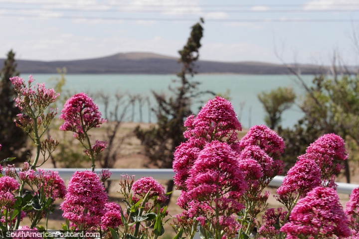 Flores cor de rosa, oceano verde e montanhas, Puerto San Julian. (720x480px). Argentina, Amrica do Sul.