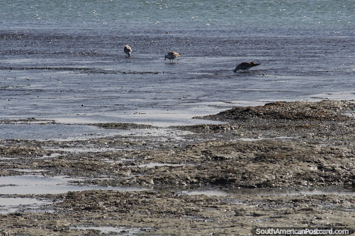 Aves alimentndose en las aguas de rocas poco profundas en la baha de Puerto San Julin. (720x480px). Argentina, Sudamerica.