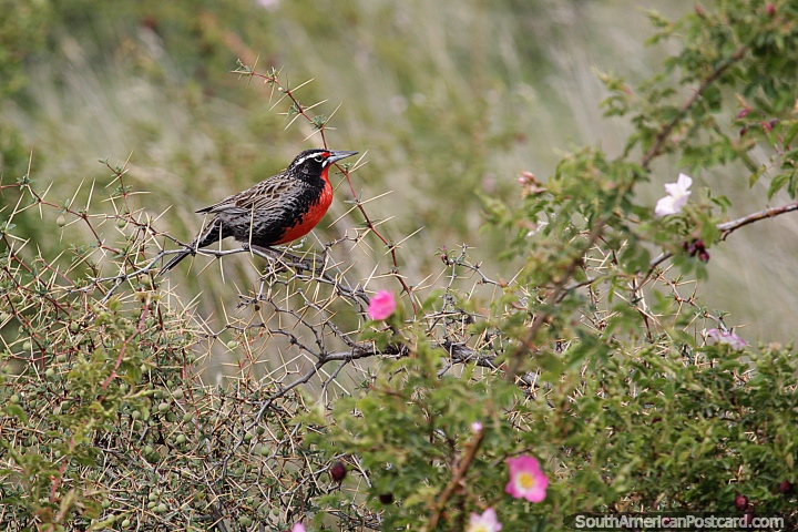 Small red and black bird on Pavon Island in Piedrabuena. (720x480px). Argentina, South America.