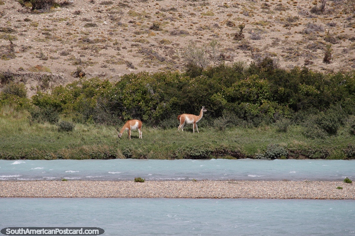 Guanaco beside the Santa Cruz River in Piedrabuena, animal of the Patagonia. (720x480px). Argentina, South America.
