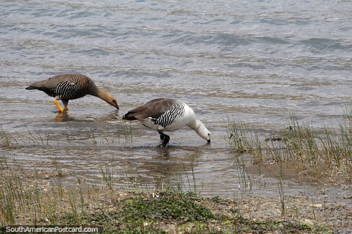 A male and female Upland Goose drink from the river in Piedrabuena. (720x480px). Argentina, South America.