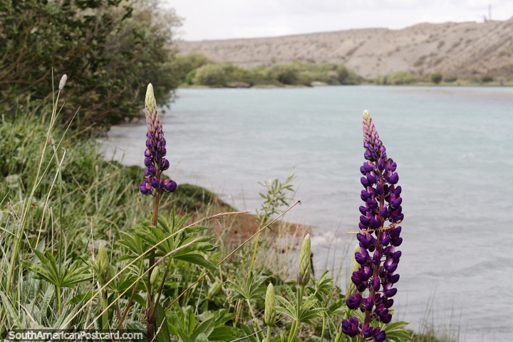 Flores moradas crecen junto al ro Santa Cruz en Piedrabuena. (720x480px). Argentina, Sudamerica.