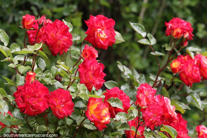 Red roses grow on Pavon Island in Piedrabuena, a nice place to explore. (720x480px). Argentina, South America.