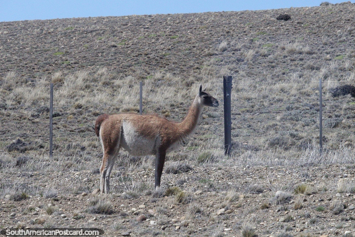 Fence to stop guanaco's from being on the road, some jump it, between Rio Gallegos and El Calafate. (720x480px). Argentina, South America.