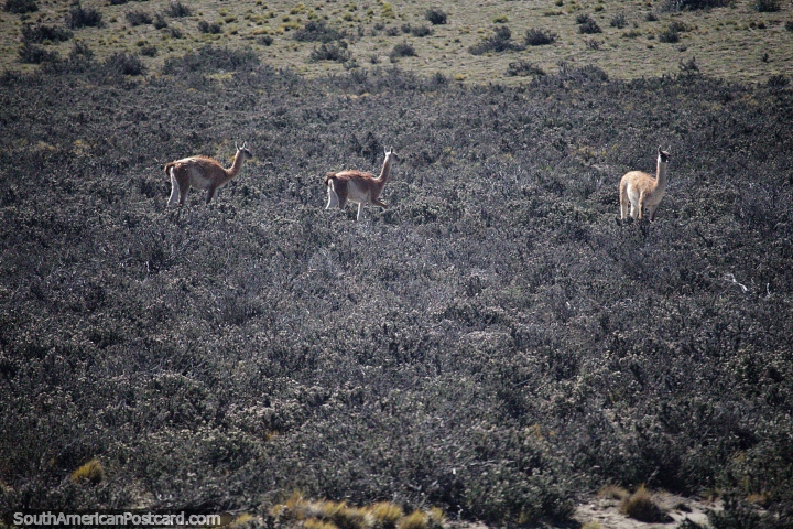3 guanacos vivendo no terreno sombrio e baro entre Rio Gallegos e El Calafate. (720x480px). Argentina, Amrica do Sul.