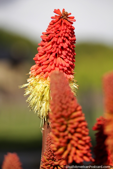 Flor vermelha com cerdas amarelas em El Calafate, flora da Patagnia. (480x720px). Argentina, Amrica do Sul.