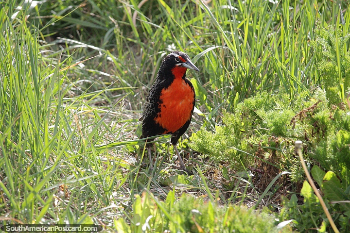 Loica, ave negra de frente anaranjada, comn en la Patagonia, El Calafate. (720x480px). Argentina, Sudamerica.