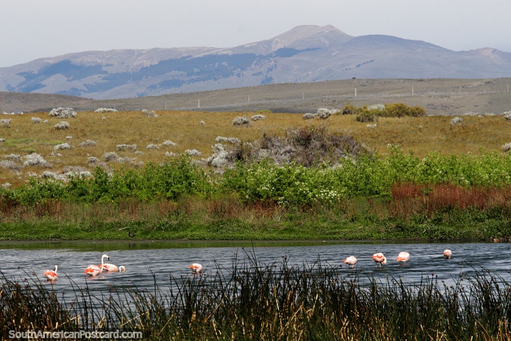 Flamingos in the waters of Nimez Lagoon and distant mountains in El Calafate. (720x480px). Argentina, South America.