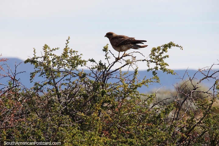 Chimango, cerca de 50 especies de aves viven en la Laguna Nimez en El Calafate. (720x480px). Argentina, Sudamerica.
