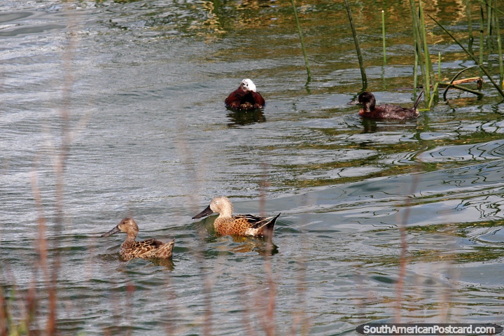 Beautiful exotic ducks, several species, Nimez Lagoon, El Calafate. (720x480px). Argentina, South America.