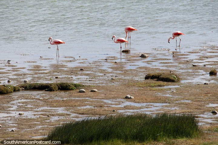 Flamingos stand in the sands on the edge of Lake Argentino in El Calafate. (720x480px). Argentina, South America.