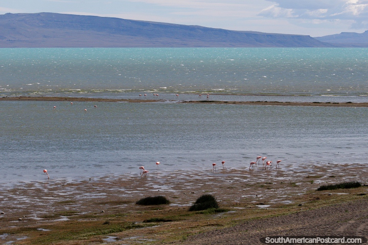 O maior lago de gua doce da Argentina - Lago Argentino em El Calafate com flamingos. (720x480px). Argentina, Amrica do Sul.