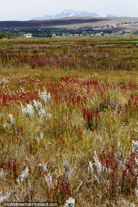 Patagonian fields, rich in colorful grasses, El Calafate and mountains distant. (480x720px). Argentina, South America.