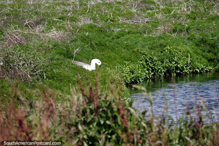 El Cauqun, usualmente visto en parejas, alias Upland Goose, Laguna Nimez, El Calafate. (720x480px). Argentina, Sudamerica.
