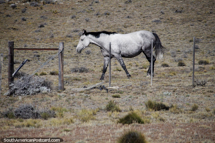 Cavalo branco na Patagnia ao redor do Lago Argentino, a leste de Calafate. (720x480px). Argentina, Amrica do Sul.