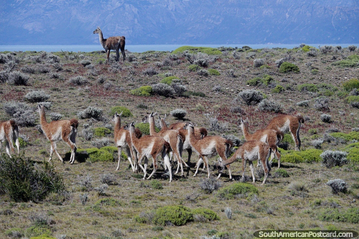 Guanaco, a large group in the Patagonia around El Chalten. (720x480px). Argentina, South America.