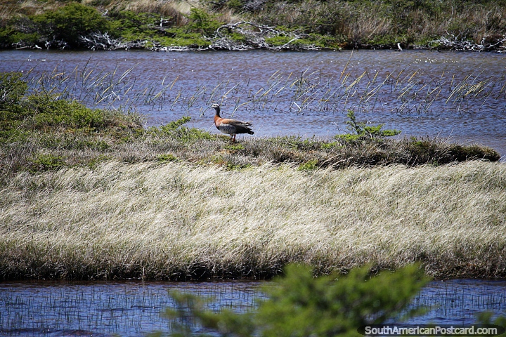 An Upland Goose of the Patagonia beside the river in El Chalten. (720x480px). Argentina, South America.