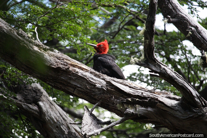 Woodpecker with a red head in the forest of Los Glaciares National Park in El Chalten. (720x480px). Argentina, South America.