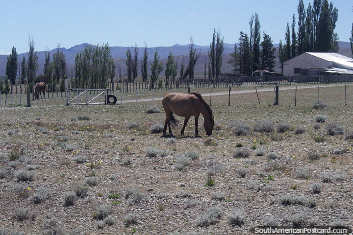 Cavalos em uma fazenda em Gobernador Costa com belo campo aberto. (720x480px). Argentina, Amrica do Sul.