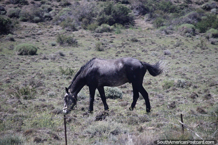 Grey horse grazes on land around Tecka. (720x480px). Argentina, South America.