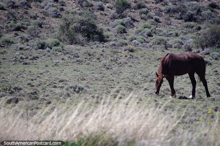 Brown horse grazing in the countryside around Tecka. (720x480px). Argentina, South America.