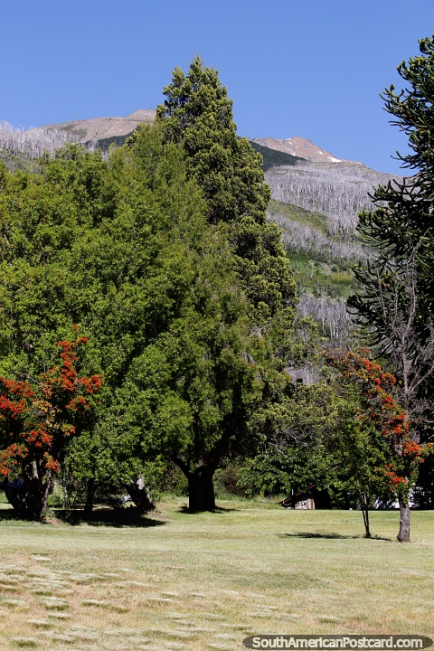 Grandes rvores no Parque Nacional de Alerces em Esquel. (480x720px). Argentina, Amrica do Sul.