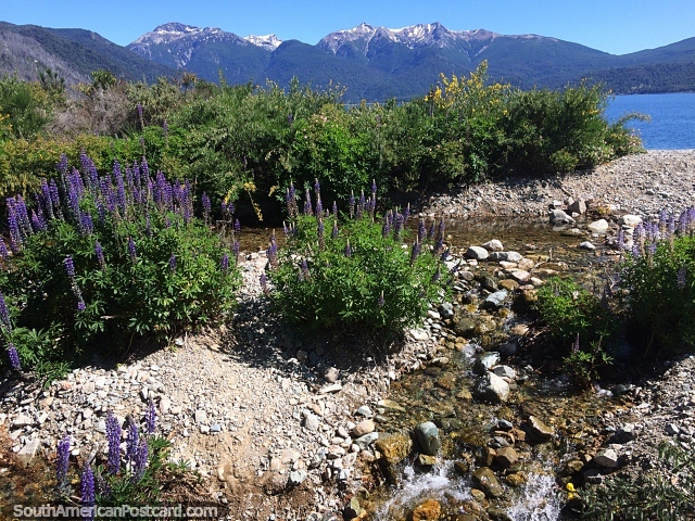 Picturesque scene beside the lake with purple and yellow flora at Alerces National Park, Esquel. (640x480px). Argentina, South America.