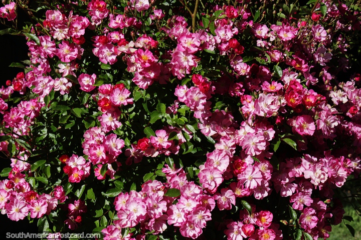Pink flowers in bright sunshine in gardens in Junin de los Andes. (720x480px). Argentina, South America.