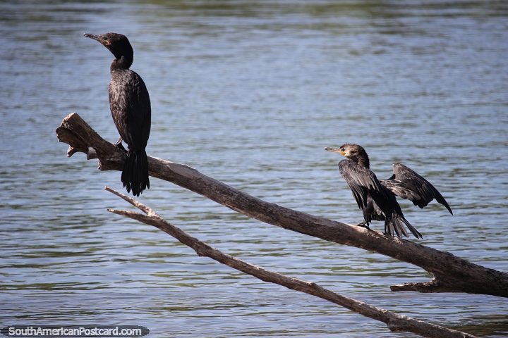 Pair of black river birds perched on a dry branch in Neuquen. (720x480px). Argentina, South America.