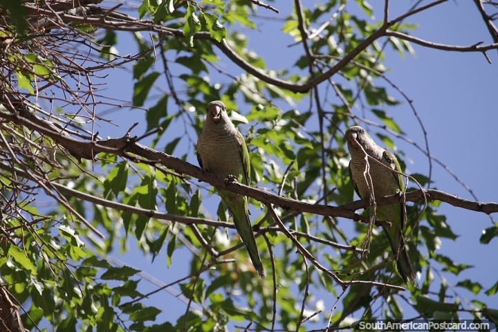Pair of parakeets high in a tree on the island with walking paths in Neuquen. (720x480px). Argentina, South America.