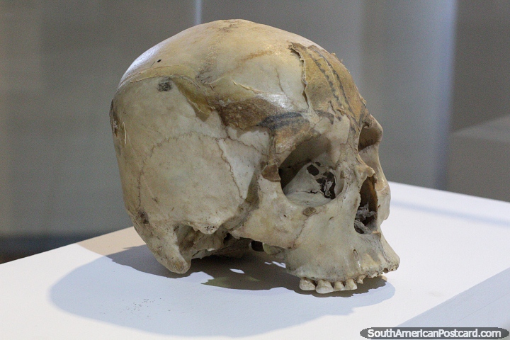 Skull with a tattoo, Aleros del Chocon, 2600-3000 years old, Gregorio Alvarez Museum, Neuquen. (720x480px). Argentina, South America.