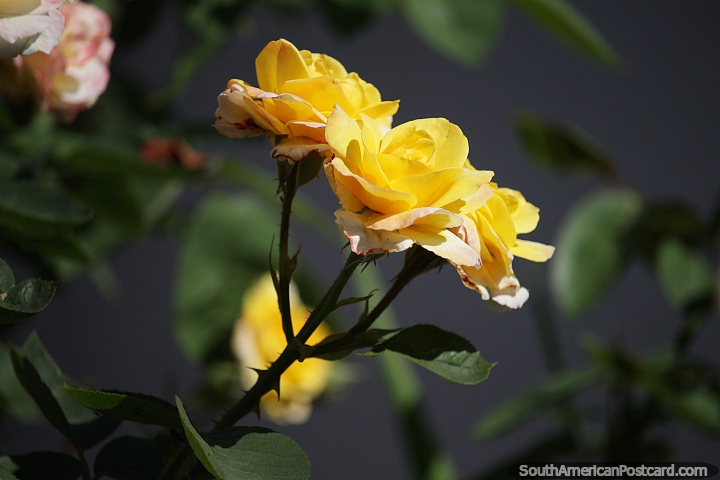 Yellow roses in gardens in Santa Rosa. (720x480px). Argentina, South America.