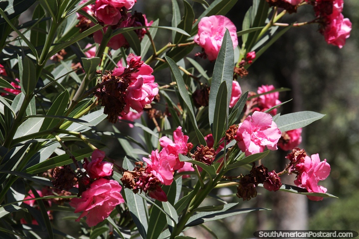 Pink flowers in Mayo Park in San Juan, enjoy the outdoors. (720x480px). Argentina, South America.