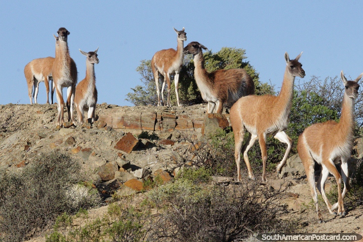 Family of guanaco in the rocky terrain of Ischigualasto. (720x480px). Argentina, South America.