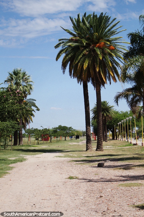 Tall palm trees at the riverfront area with grass and parking in Santiago del Estero. (480x720px). Argentina, South America.