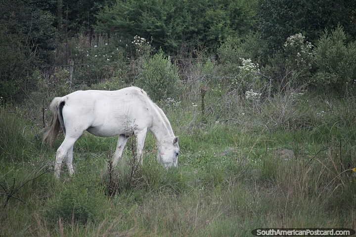 Horse in the countryside around Bonpland. (720x480px). Argentina, South America.