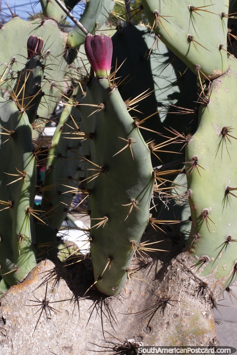 Cactus con flor roja, no arte sino naturaleza en Resistencia. (480x720px). Argentina, Sudamerica.