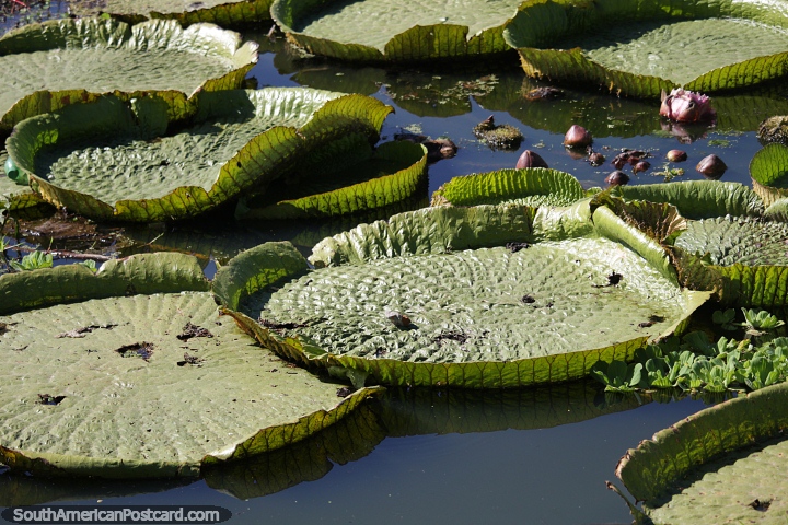 Enormes hojas de lirio en el Parque Urbano Laguna Arguello en Resistencia. (720x480px). Argentina, Sudamerica.