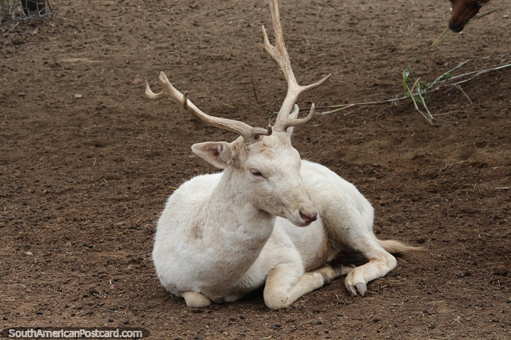 White goat with antlers at the Municipal Ecological Complex in Saenz Pena. (720x480px). Argentina, South America.