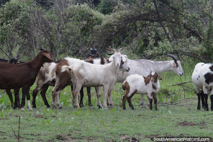 Family of goats beside the Bermejito River in Chaco. (720x480px). Argentina, South America.