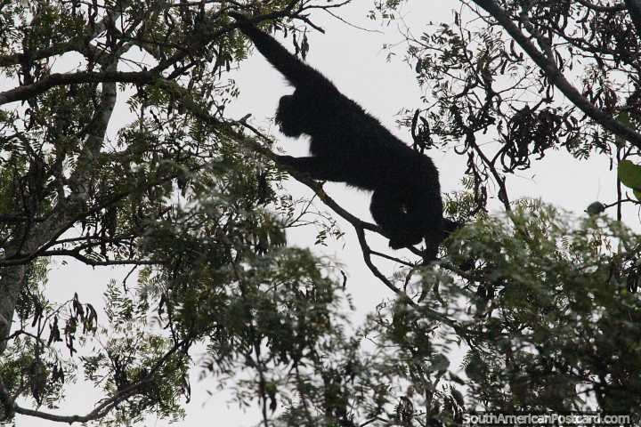 Black Howler Monkey climbs through the jungle vines and branches around Bermejito River in Chaco. (720x480px). Argentina, South America.