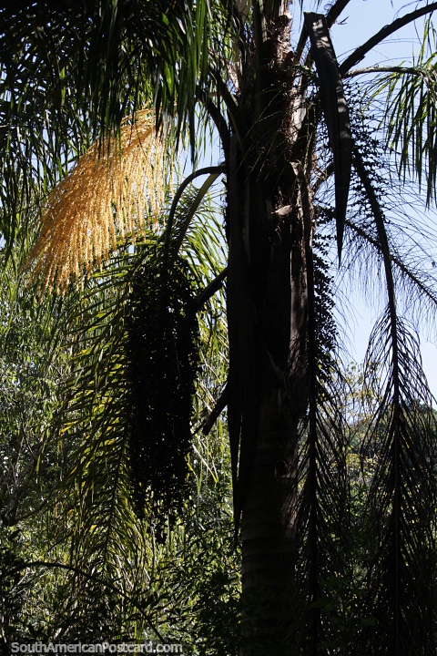 A inconfundvel Palmeira Rainha do Parque Provincial Salto Encantado, Aristbulo del Valle. (480x720px). Argentina, Amrica do Sul.