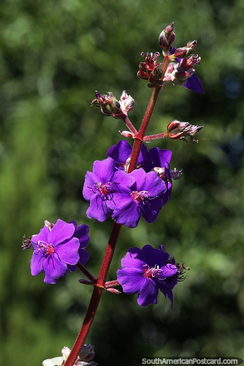 Tibouchina aspera, variedade roxa, nativa da Amrica do Sul tropical, San Pedro, Misiones. (480x720px). Argentina, Amrica do Sul.