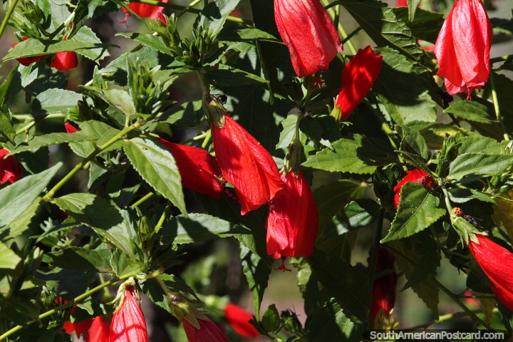 Wax Mallow bush with its distinctive red flower in San Pedro, Misiones. (720x480px). Argentina, South America.
