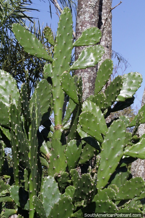 Species of cactus growing in abundance in the tropical heat of San Pedro, Misiones. (480x720px). Argentina, South America.