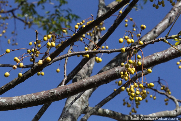 A incrvel rvore de Chinaberry  usada para fazer miangas e ajuda na regenerao florestal, San Pedro, Misiones. (720x480px). Argentina, Amrica do Sul.