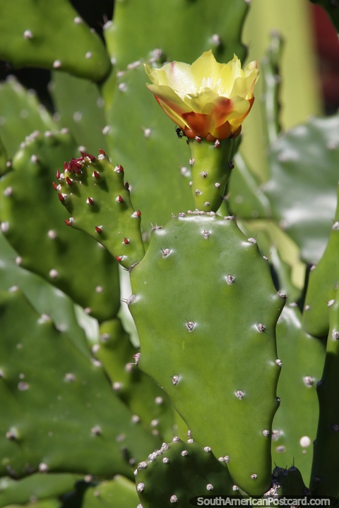 Flor amarilla de cactus que crece en San Pedro, Misiones. (480x720px). Argentina, Sudamerica.