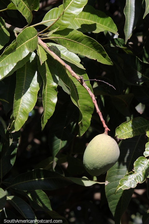 Manga (Mangifera indica), muito saborosa mesmo, fruta tropical de San Pedro, Misiones. (480x720px). Argentina, Amrica do Sul.