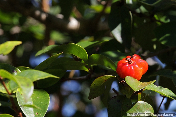 Surinam Cherry has other names such as Brazilian cherry and Cayenne cherry, here growing in San Pedro, Misiones. (720x480px). Argentina, South America.