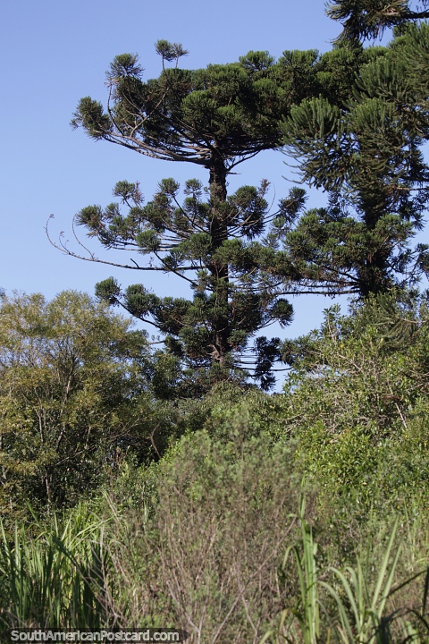 Parque Provincial Araucria em San Pedro, Misiones - a rvore do quebra-cabea do macaco. (480x720px). Argentina, Amrica do Sul.